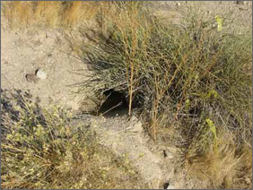 tana di tartaruga tana di tartaruga