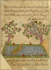 scimmia e tartaruga, ms. arabo, sec. XIV (Parigi, Biblioth&egrave;que nationale de France)
