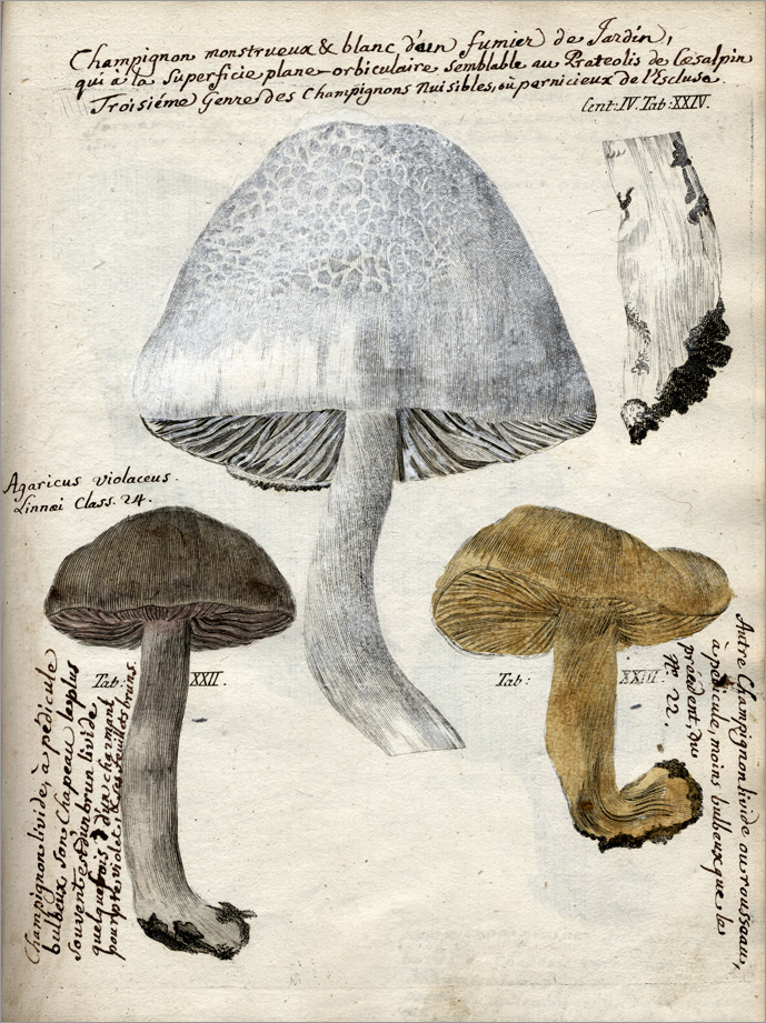 Cent. IV., tab. XXII-XXIV (colorata)