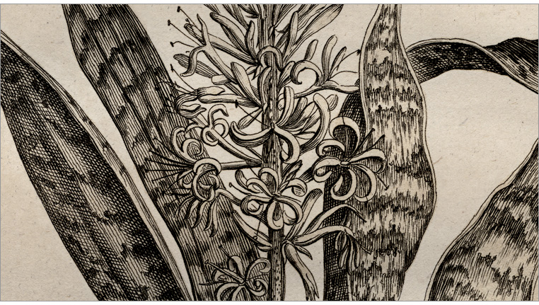 particolare della Fig. 33 particolare della Fig. 33